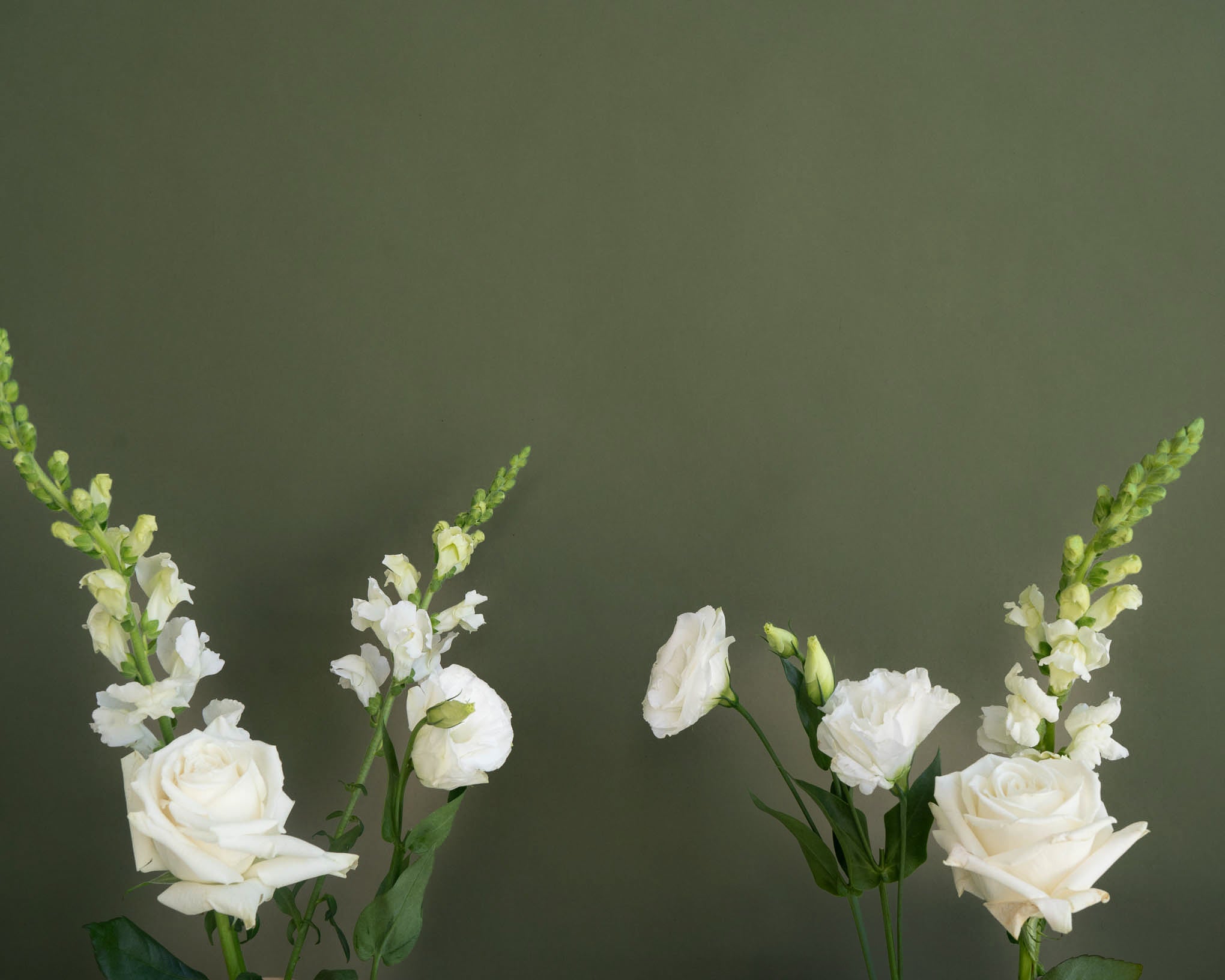 Sunshine Coast Florist | Sugarplum Blooms