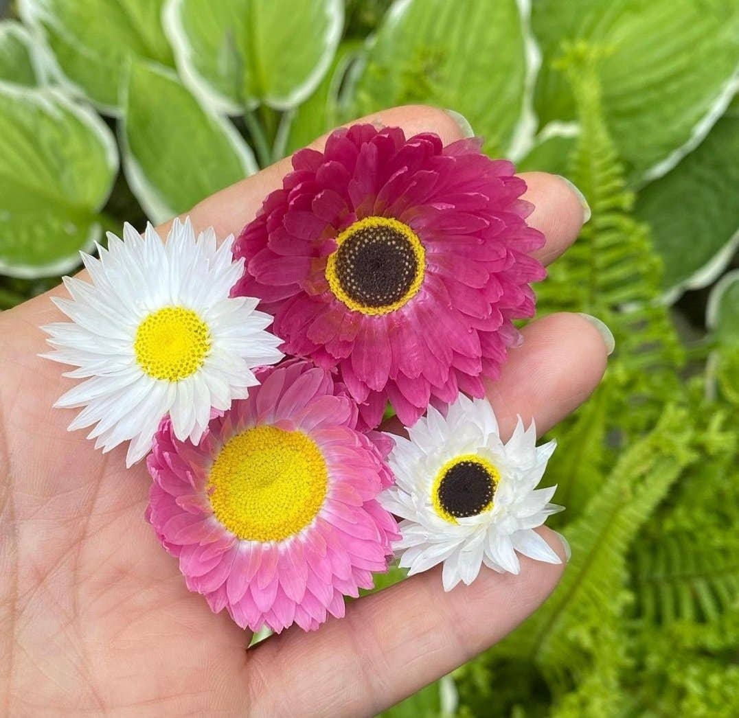 Blooming native Australian daisies