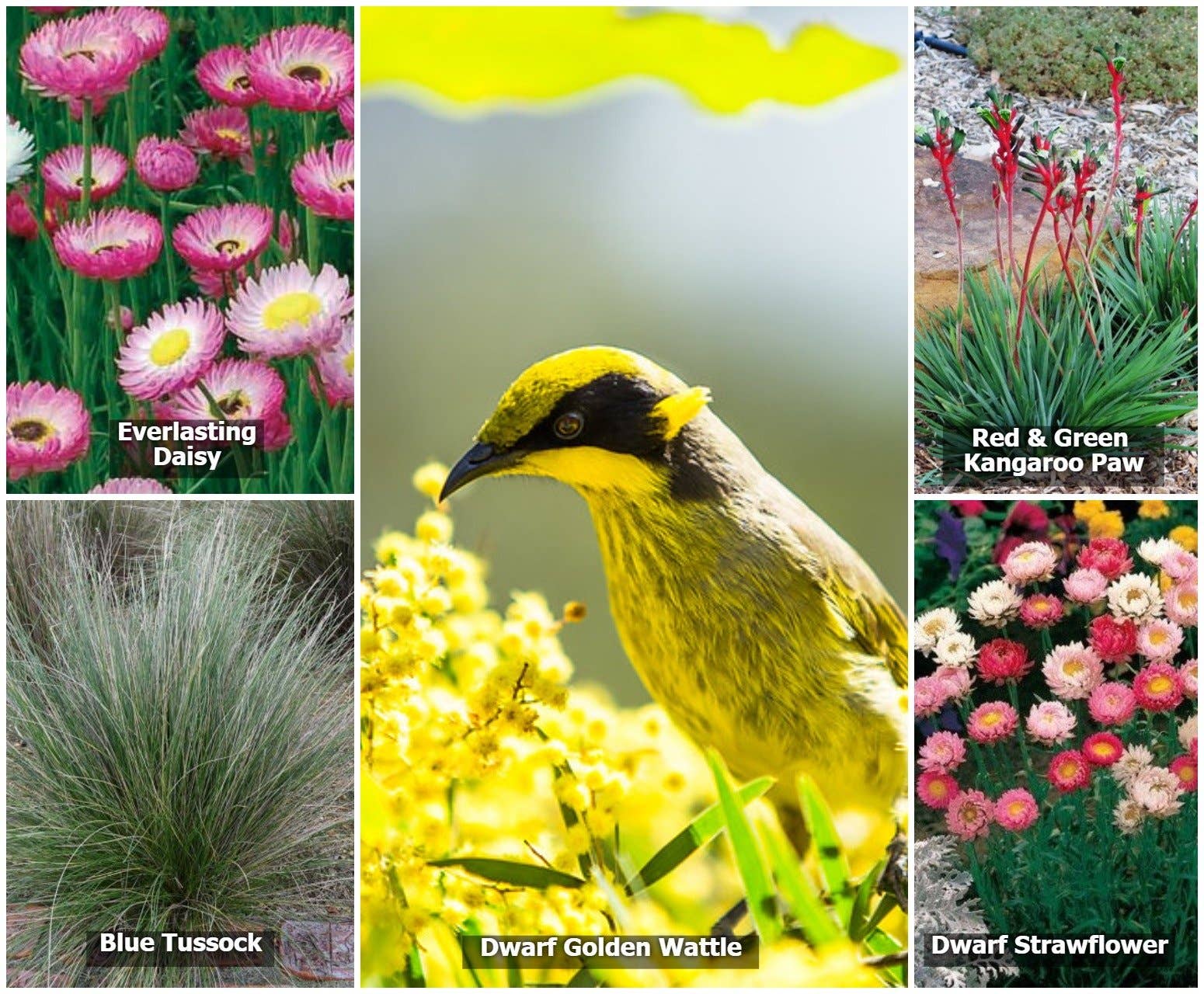 Australian native wildflower seed kit with bird-friendly species