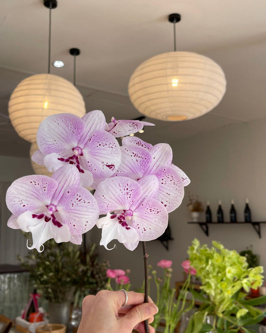 Phalaenopsis Orchid Stem Wrapped Sugarplum Style