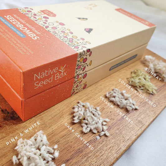 Everlasting Daisy Fields kit with Australian native wildflower seeds