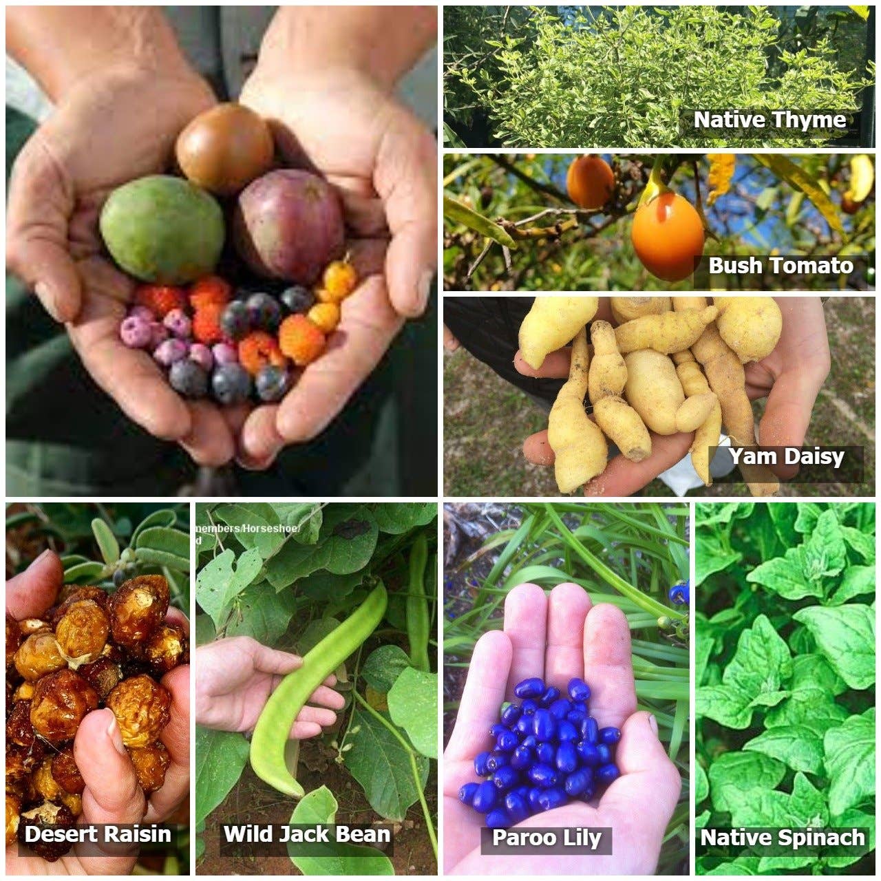 clay and compost Australian seed bombs and packets 